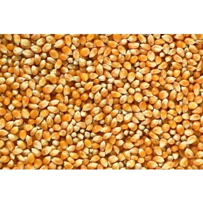 25kg Bag of Yellow Maize